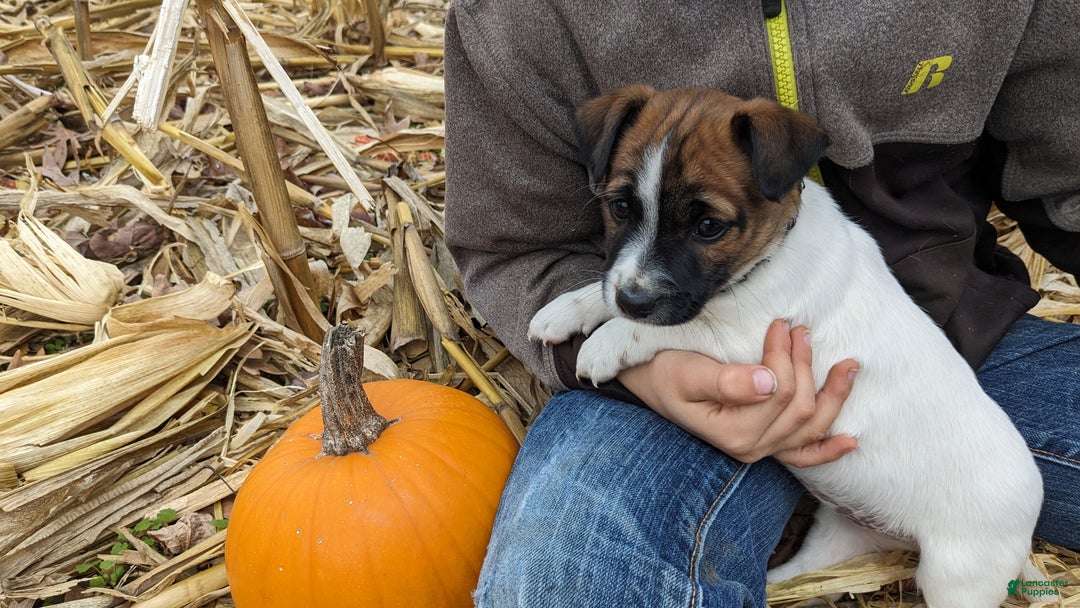 Jack Russell Terrier dogs for sale: Snickers - Ad 1
