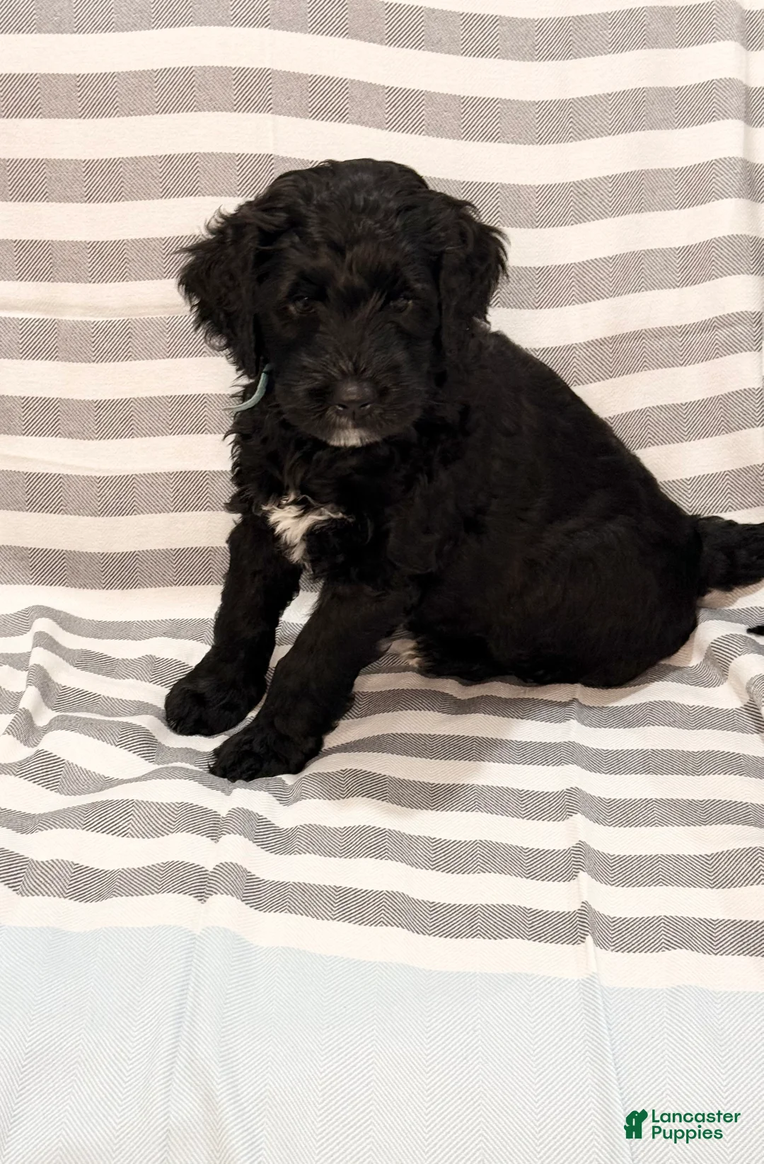 Mixed Breed dogs for sale: Bluey - Ad 2