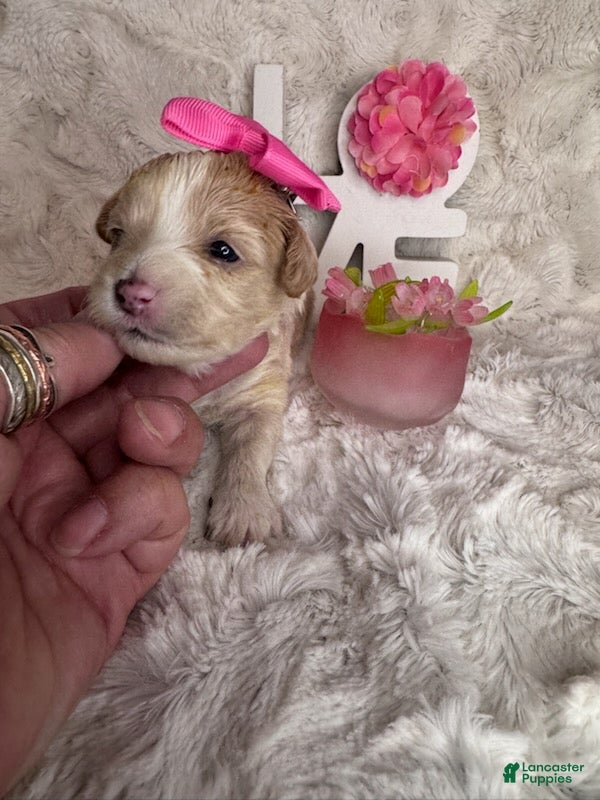 Maltipoo dogs Peppa - Ad 1