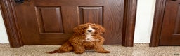 Cavapoo dogs for sale: Davey F1 - Ad 2