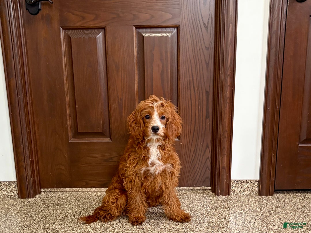 Cavapoo dogs for sale: Davey F1 - Ad 2