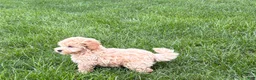 Maltipoo dogs for sale: Jesse  - Ad 7