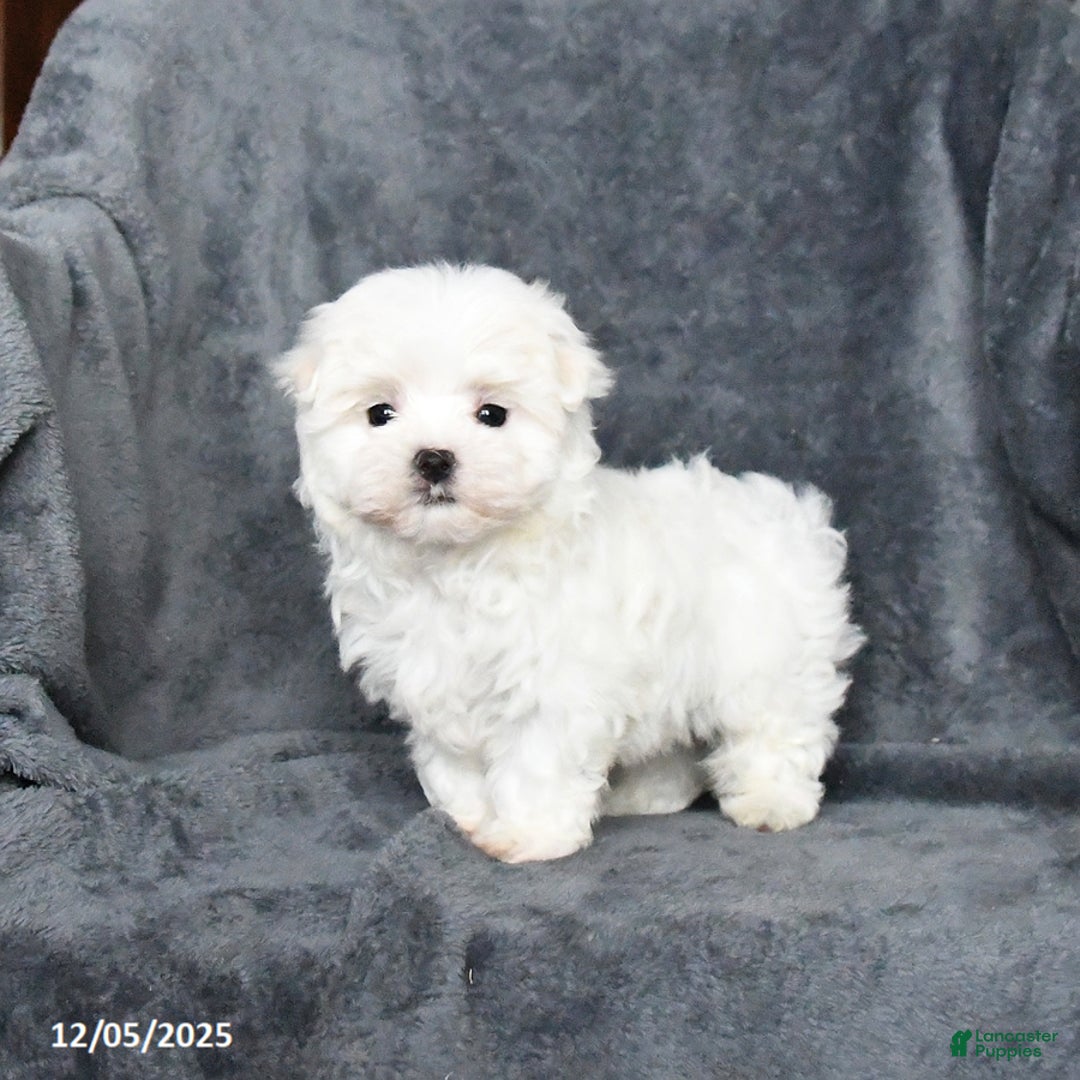 Maltese dogs for sale: Snowball - Ad 3