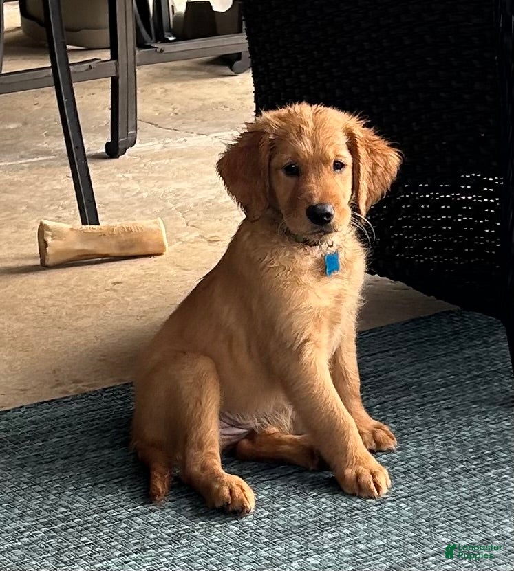 Golden Retriever dogs Golden Retriever Puppy 10 - Ad 1