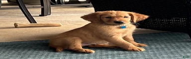 Golden Retriever Puppy 10