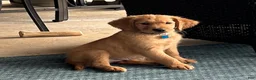 Golden Retriever dogs for sale: Golden Retriever Puppy 10 - Ad 1