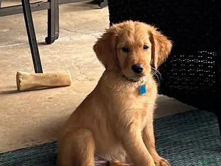 Golden Retriever dogs for sale: Golden Retriever Puppy 10 - Ad 4