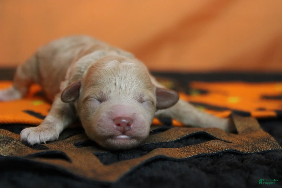 Havapoo dogs for sale: Aramis  - Ad 2