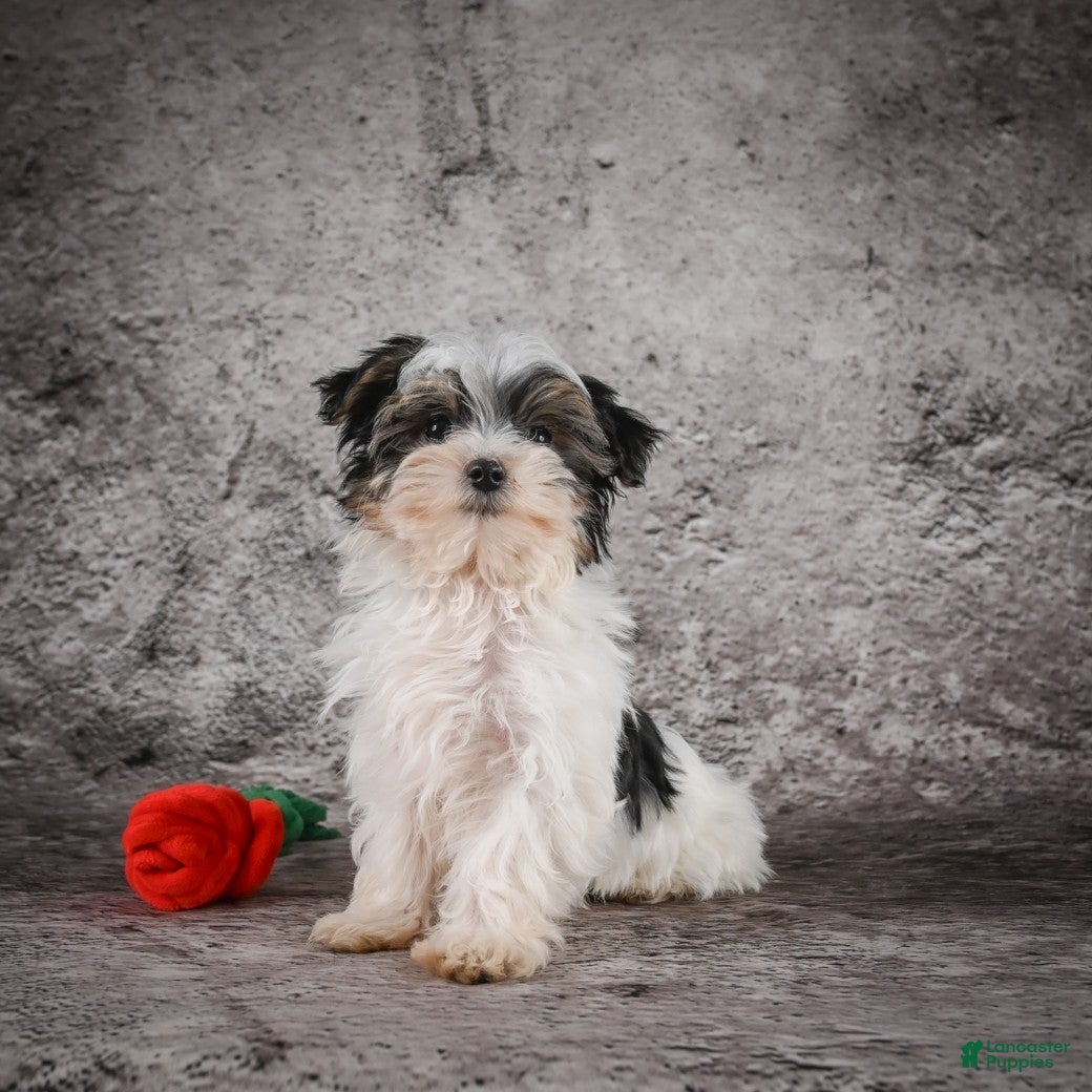 Morkie dogs for sale: Marlow - Ad 5