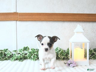 Chihuahua dogs - Ad 21