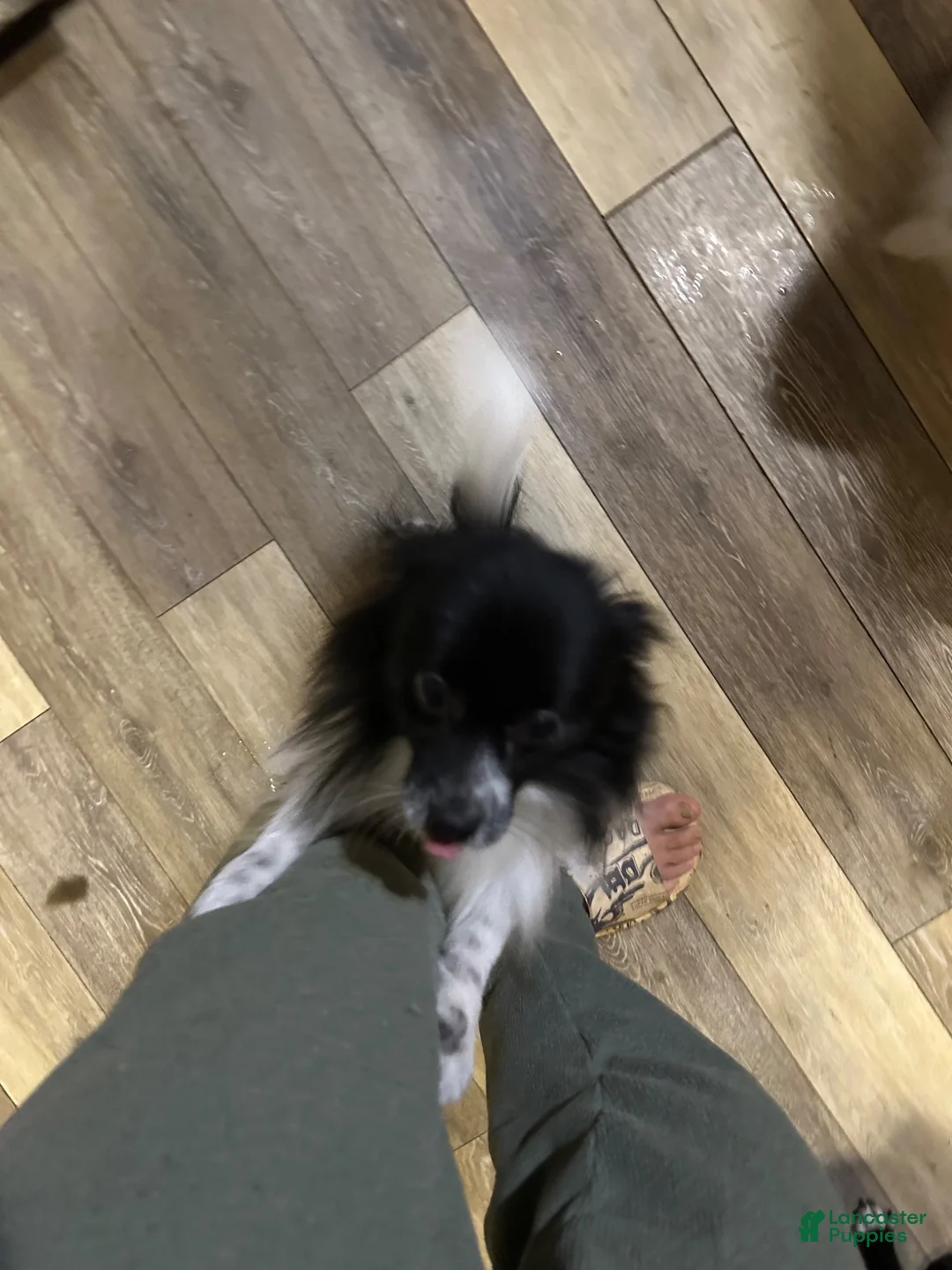 Pomeranian dogs for sale: Pomeranian 2 - Ad 3