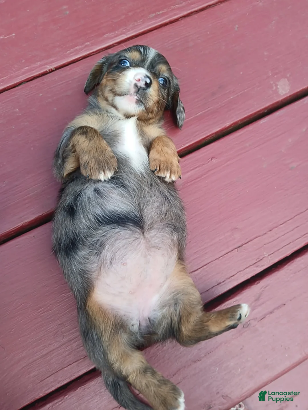 Miniature Dachshund dogs for sale: Chloe - Ad 2