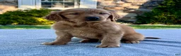 Golden Retriever dogs for sale: Link - Ad 4