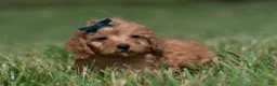 Maltipoo dogs for sale: Pudding F1 - Ad 7