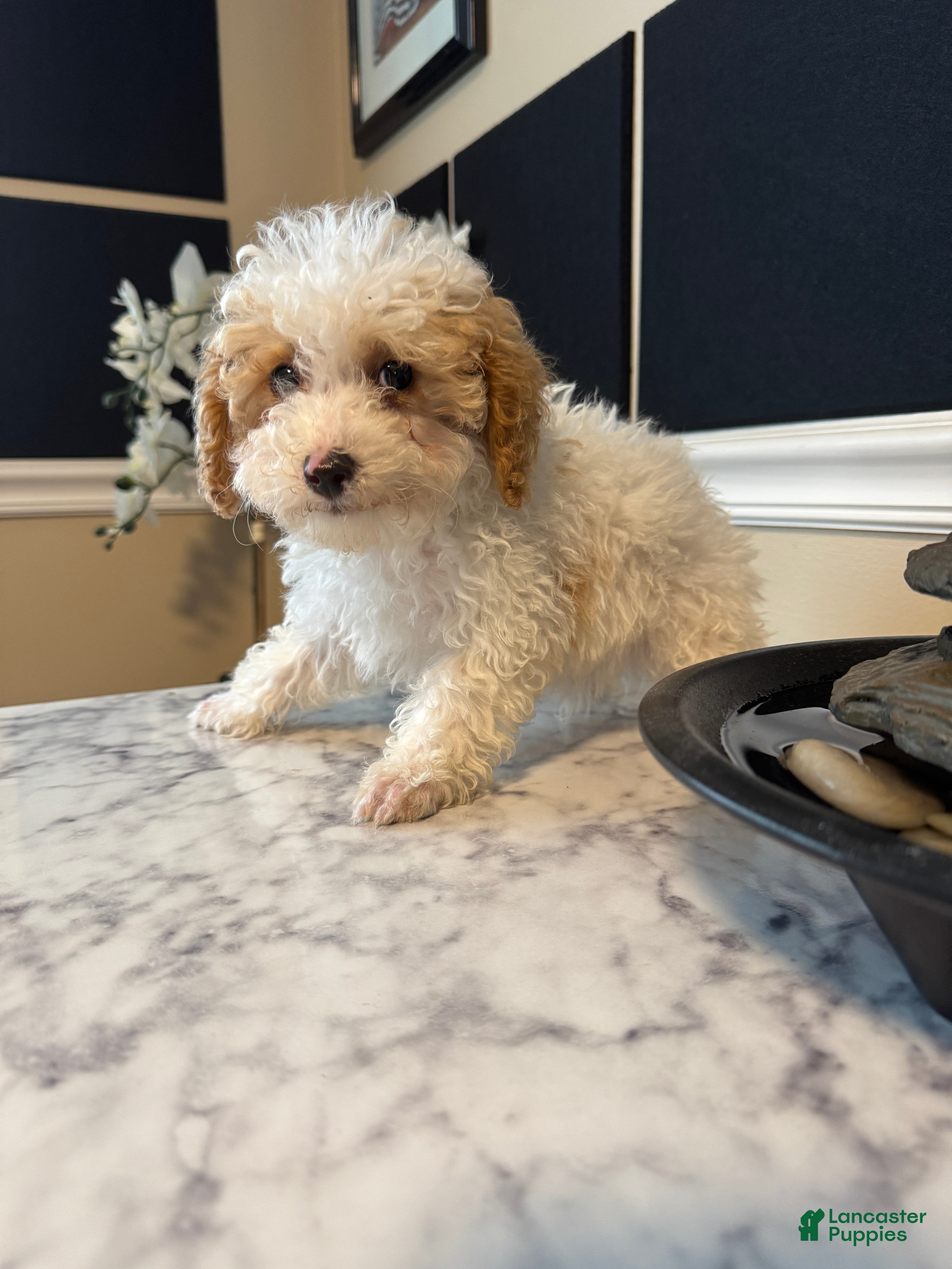 Toy Poodle dogs Frosty - Ad 2