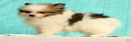 Pomeranian dogs for sale: Mitch - Ad 8