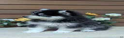 Pomsky dogs for sale: Prince - Ad 4