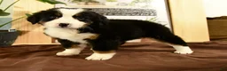 Bernedoodle dogs for sale: Rachel - Ad 1