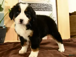 Bernedoodle dogs Rachel - Ad 35