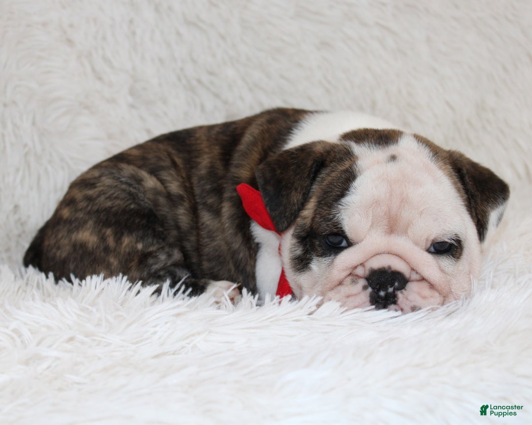 English Bulldog dogs for sale: Taya - Ad 3