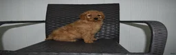 Goldendoodle dogs for sale: Buster  - Ad 2