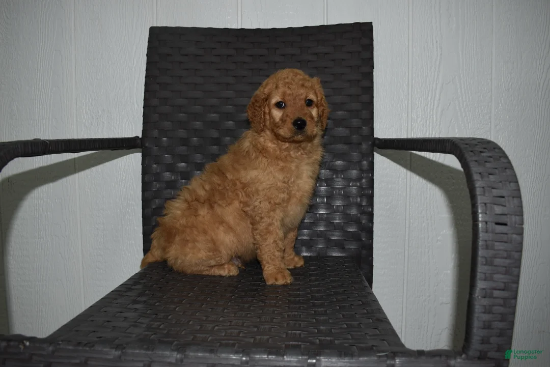 Goldendoodle dogs for sale: Buster  - Ad 2