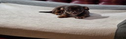 Chihuahua dogs for sale: Chihuahua Puppy 1 - Ad 4