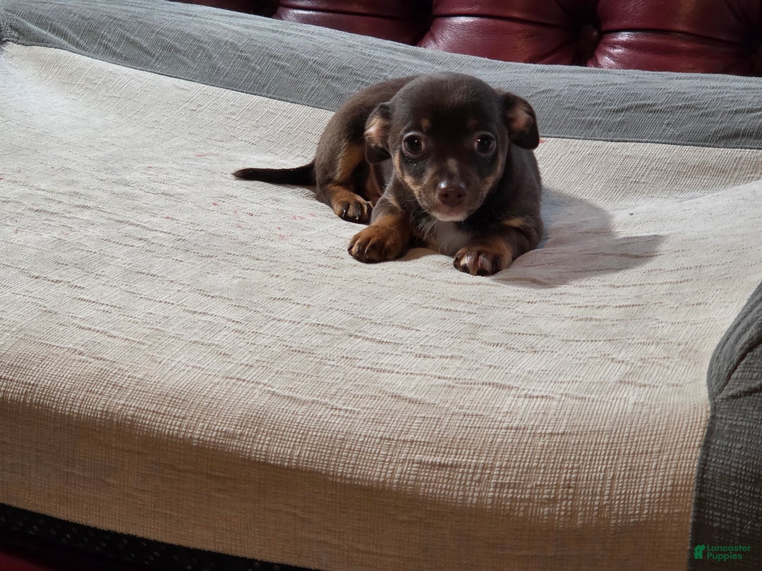 Chihuahua dogs for sale: Chihuahua Puppy 1 - Ad 4