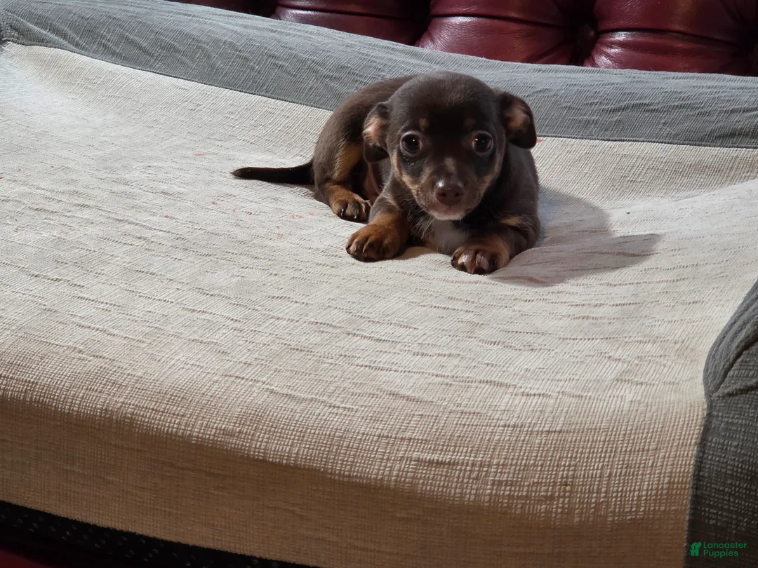 Chihuahua dogs for sale: Chihuahua Puppy 1 - Ad 4