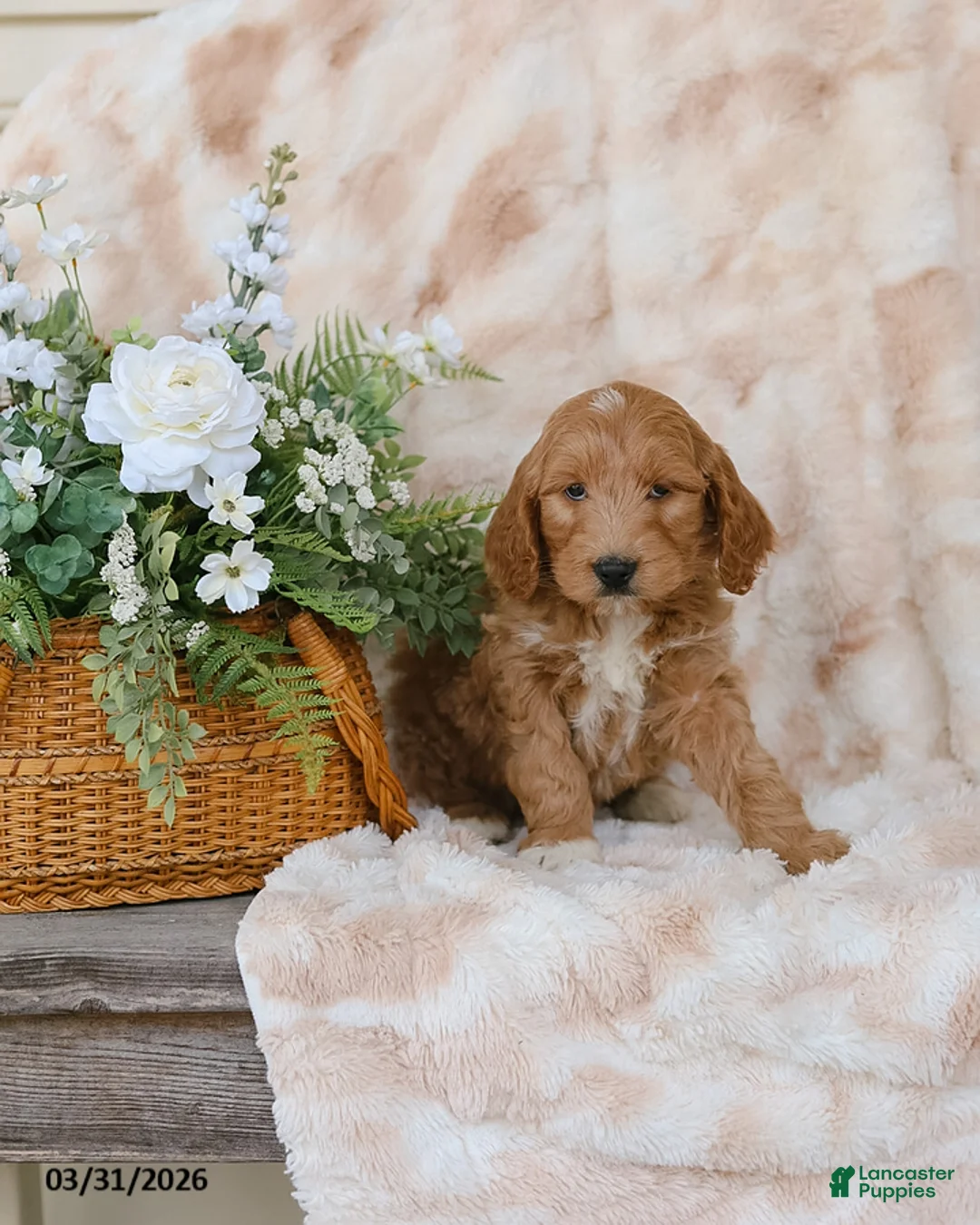 Goldendoodle dogs for sale: Grey - Ad 2