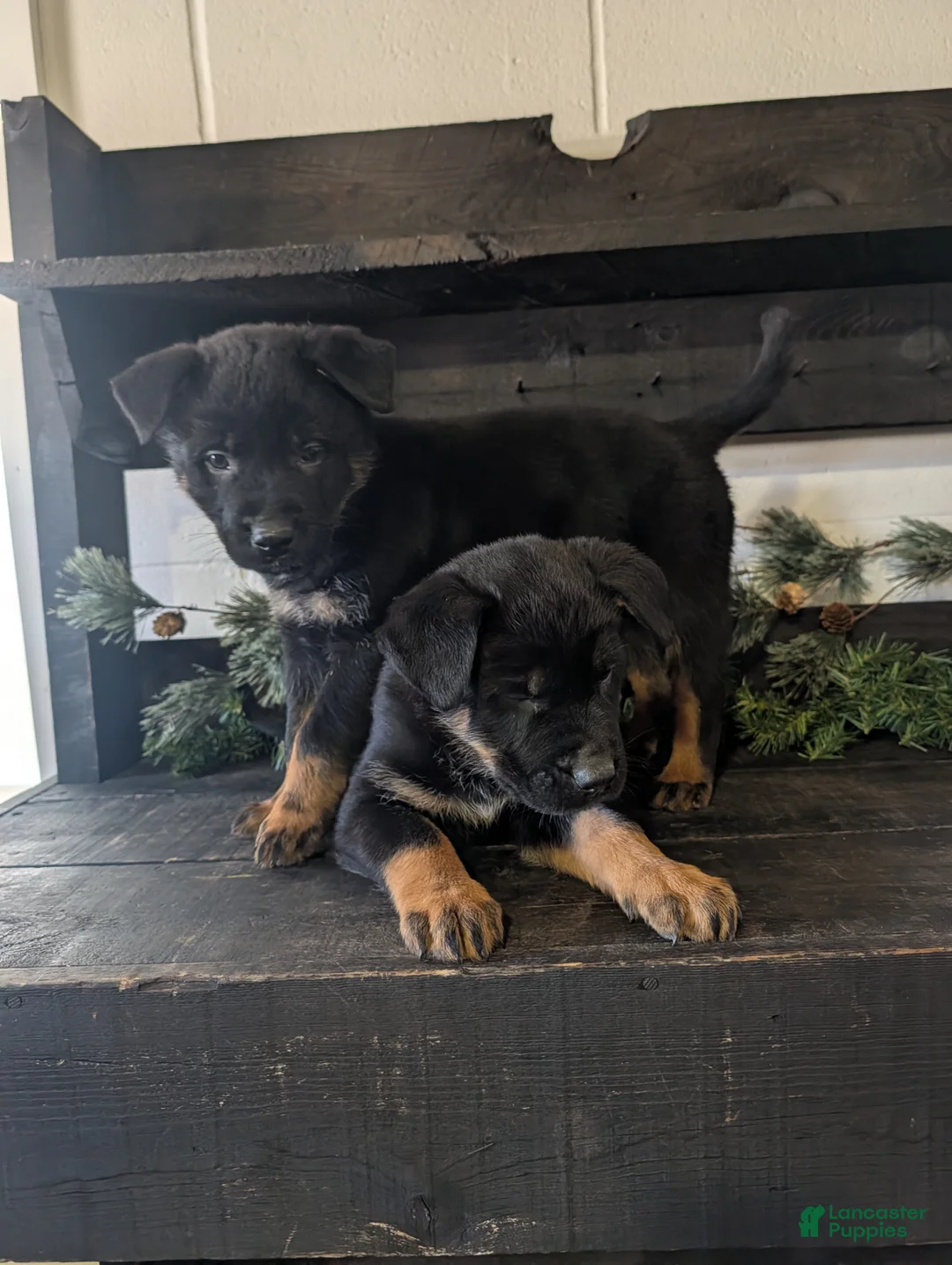 Mixed Breed dogs for sale: Ricky - Ad 1