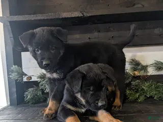 Mixed Breed dogs Ricky - Ad 37