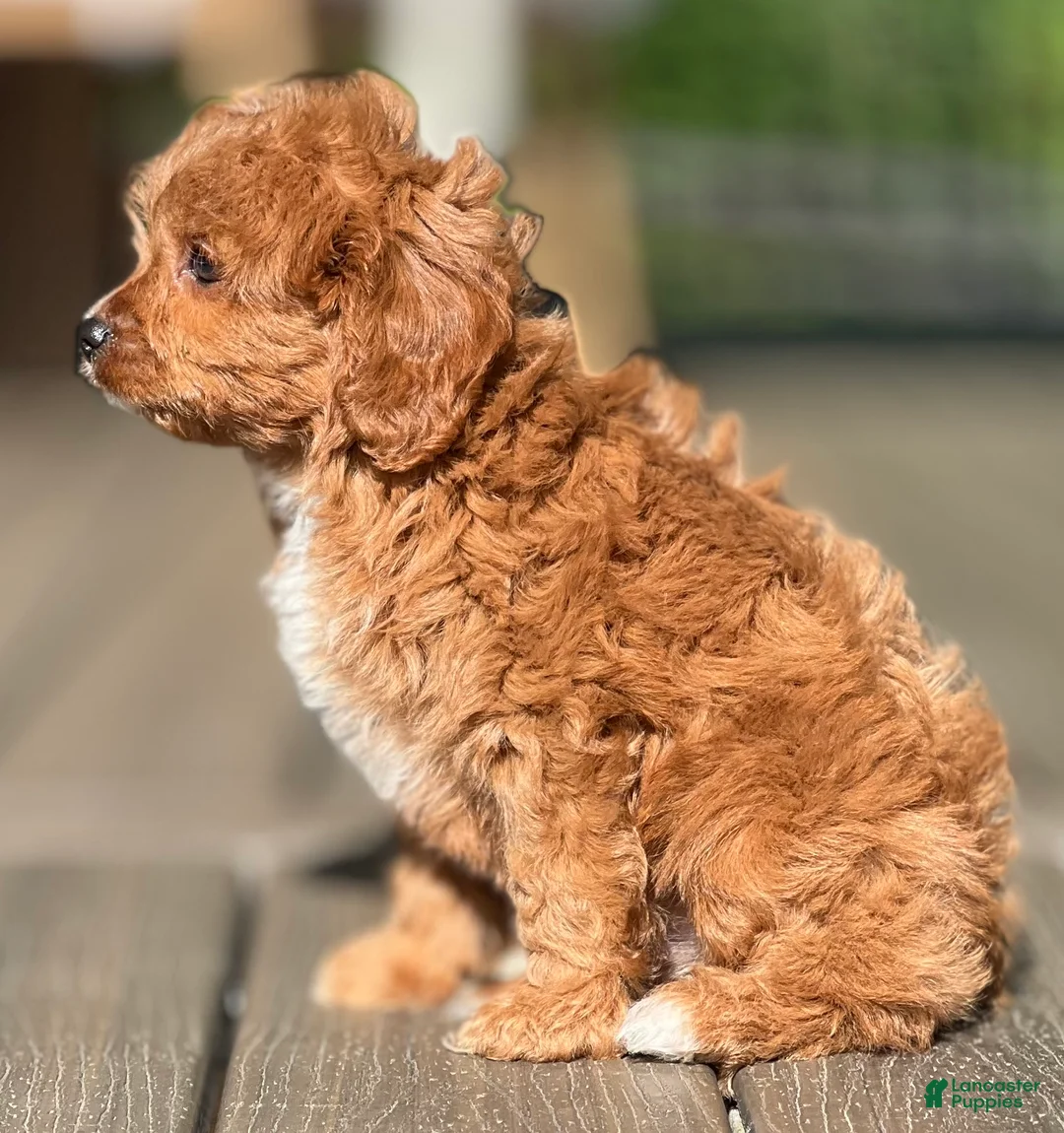 Cavapoo dogs for sale: Ollie - Ad 6