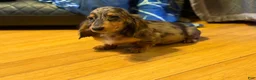 Miniature Dachshund dogs for sale: AKC Russian- Pra clear sale - Ad 18