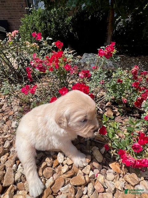 Golden Retriever dogs Evelyn - Ad 1