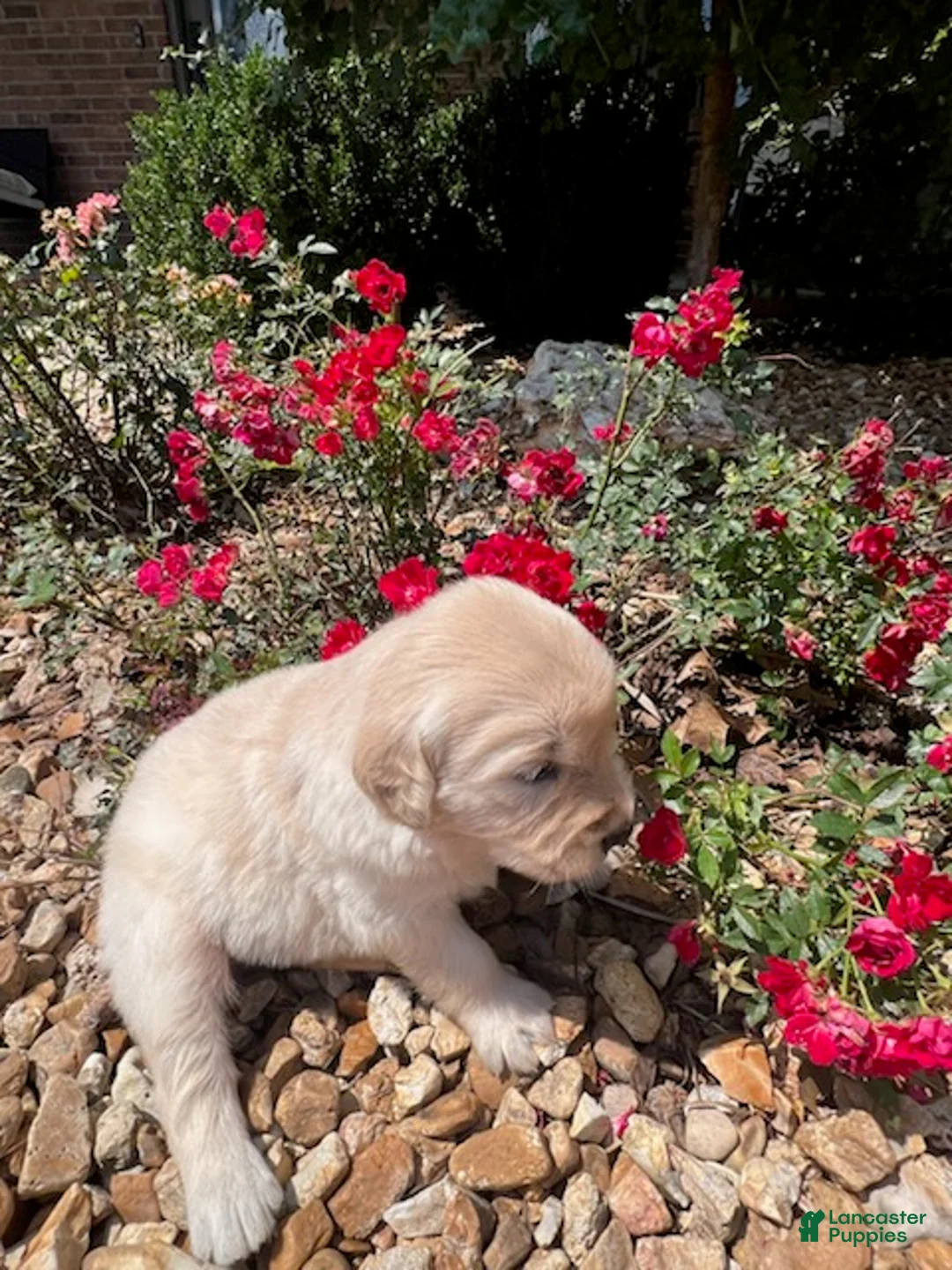 Golden Retriever dogs for sale: Evelyn - Ad 1