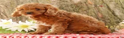 Cavapoo dogs for sale: Jimmy - Ad 2