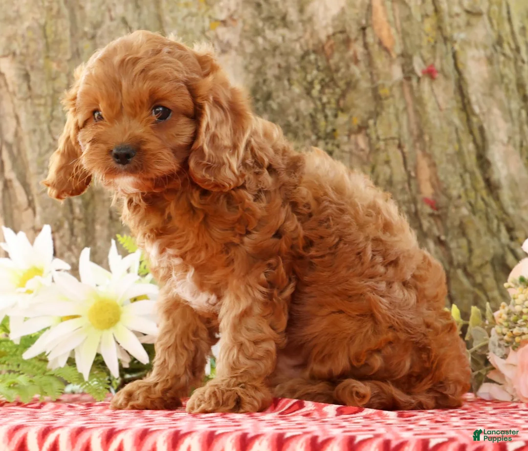 Cavapoo dogs for sale: Jimmy - Ad 2