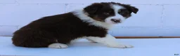 Australian Shepherd dogs for sale: Samson - Ad 2