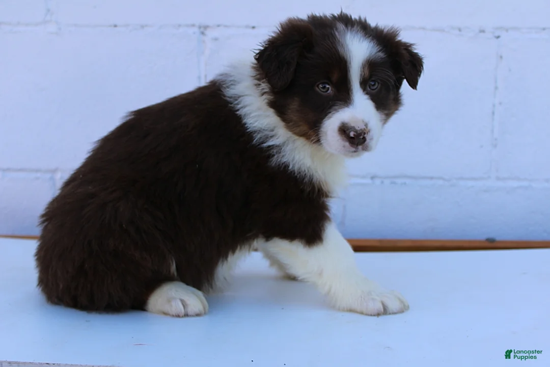 Australian Shepherd dogs for sale: Samson - Ad 2