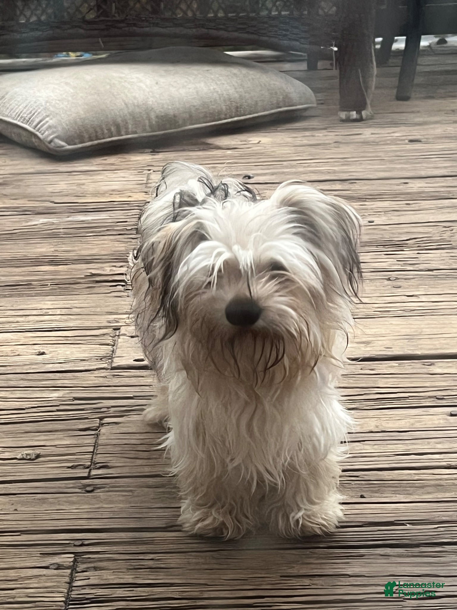 Maltipoo dogs Maltipoo Puppy 2 - Ad 41