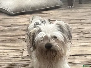 Maltipoo dogs Maltipoo Puppy 2 - Ad 41