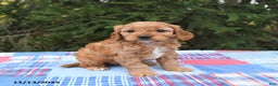 Cavapoo dogs for sale: Forest - Ad 4