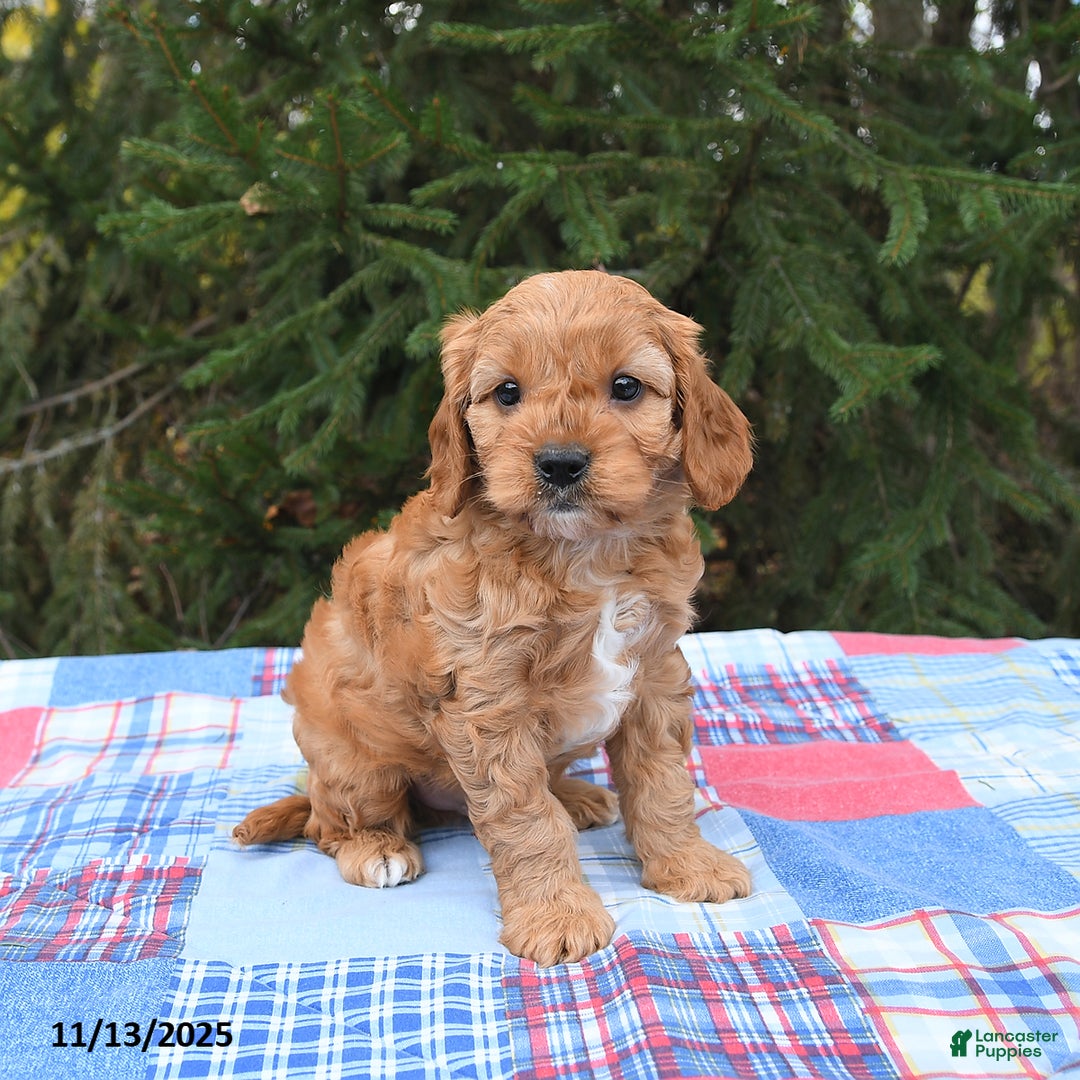 Cavapoo dogs for sale: Forest - Ad 4