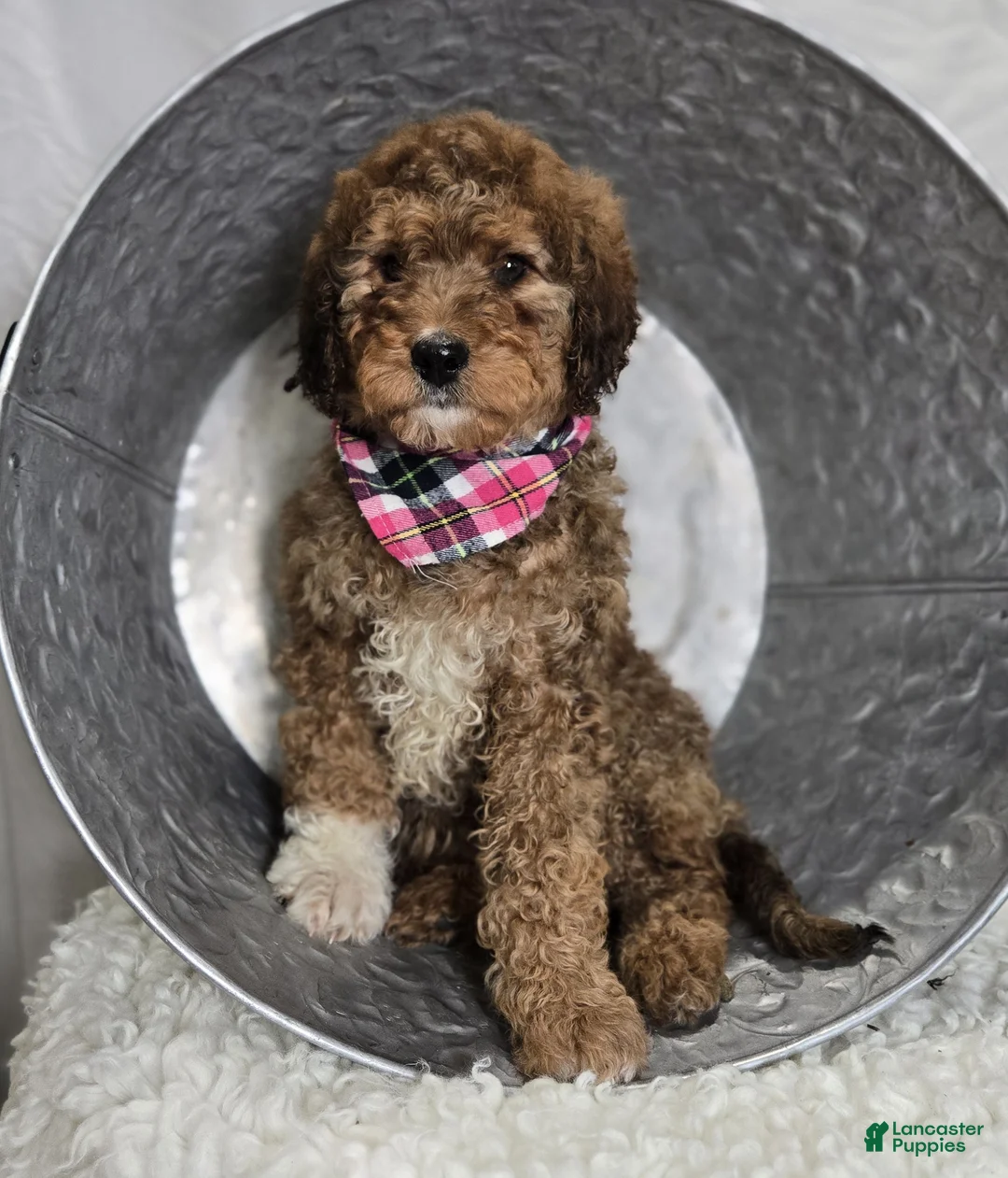 Bernedoodle dogs for sale: Kassie - Ad 4