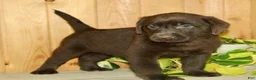 Labrador Retriever dogs for sale: Teddy - Ad 1