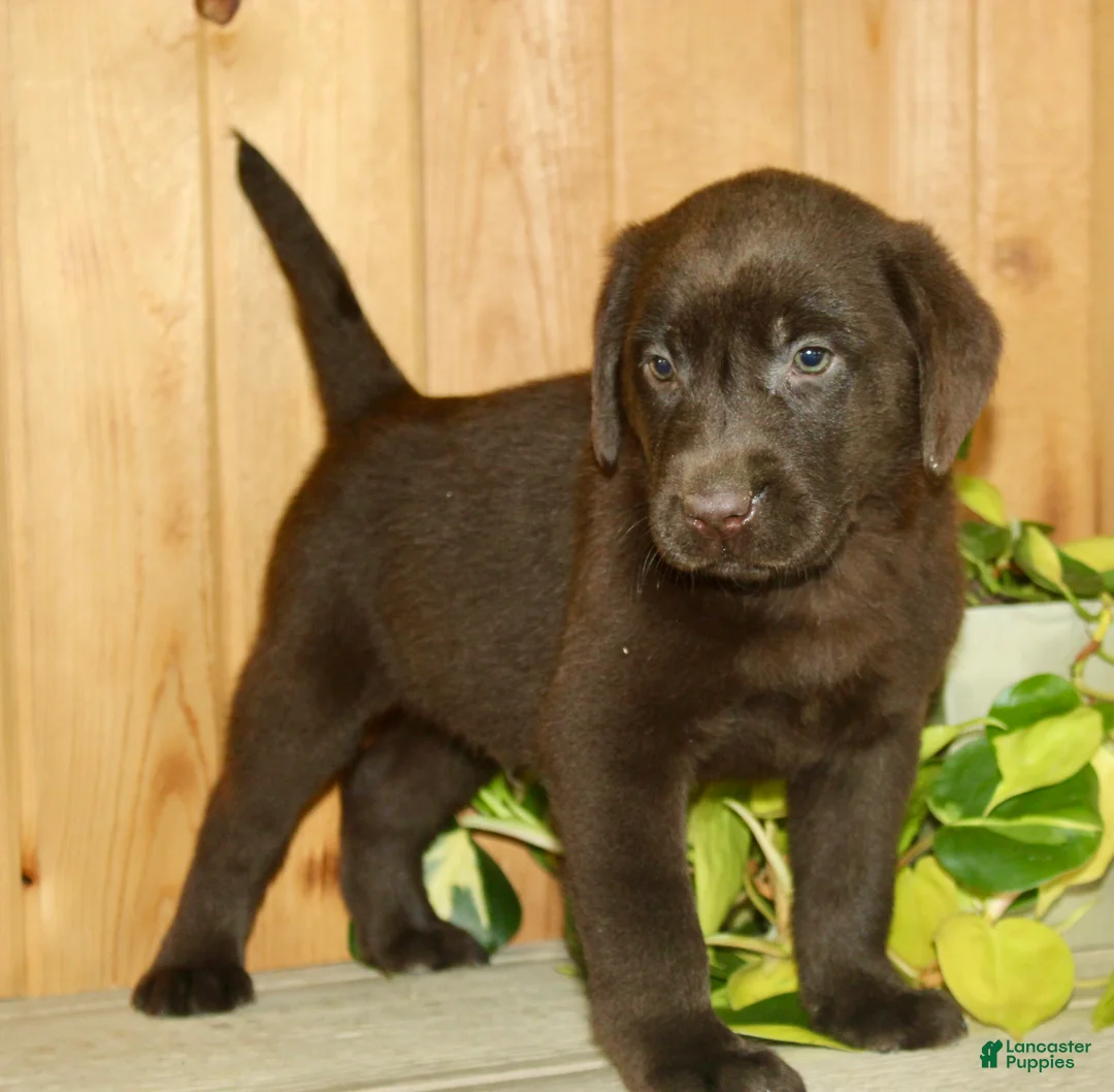 Labrador Retriever dogs for sale: Teddy - Ad 1