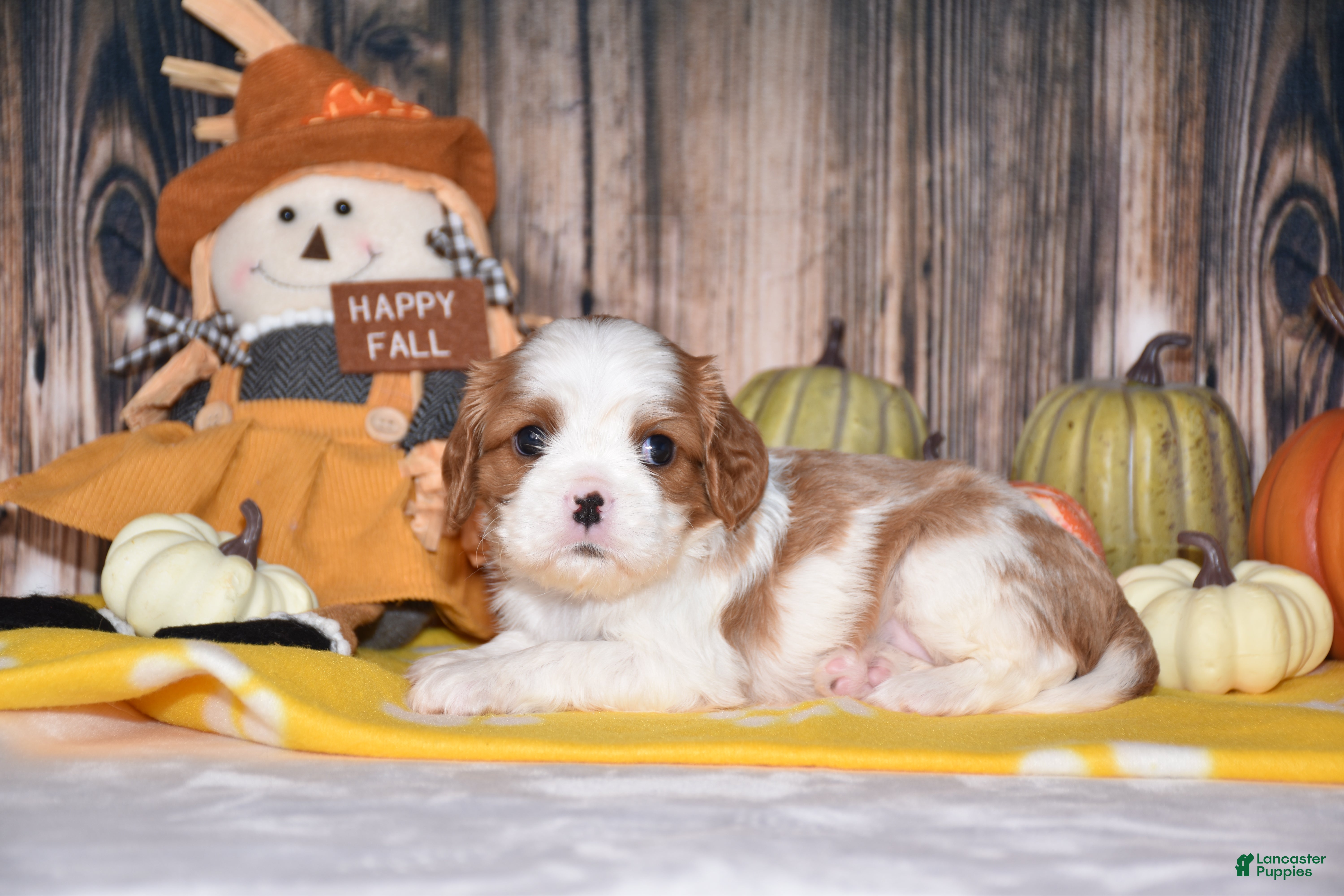 Cavalier King Charles Spaniel dogs Clove - Ad 1