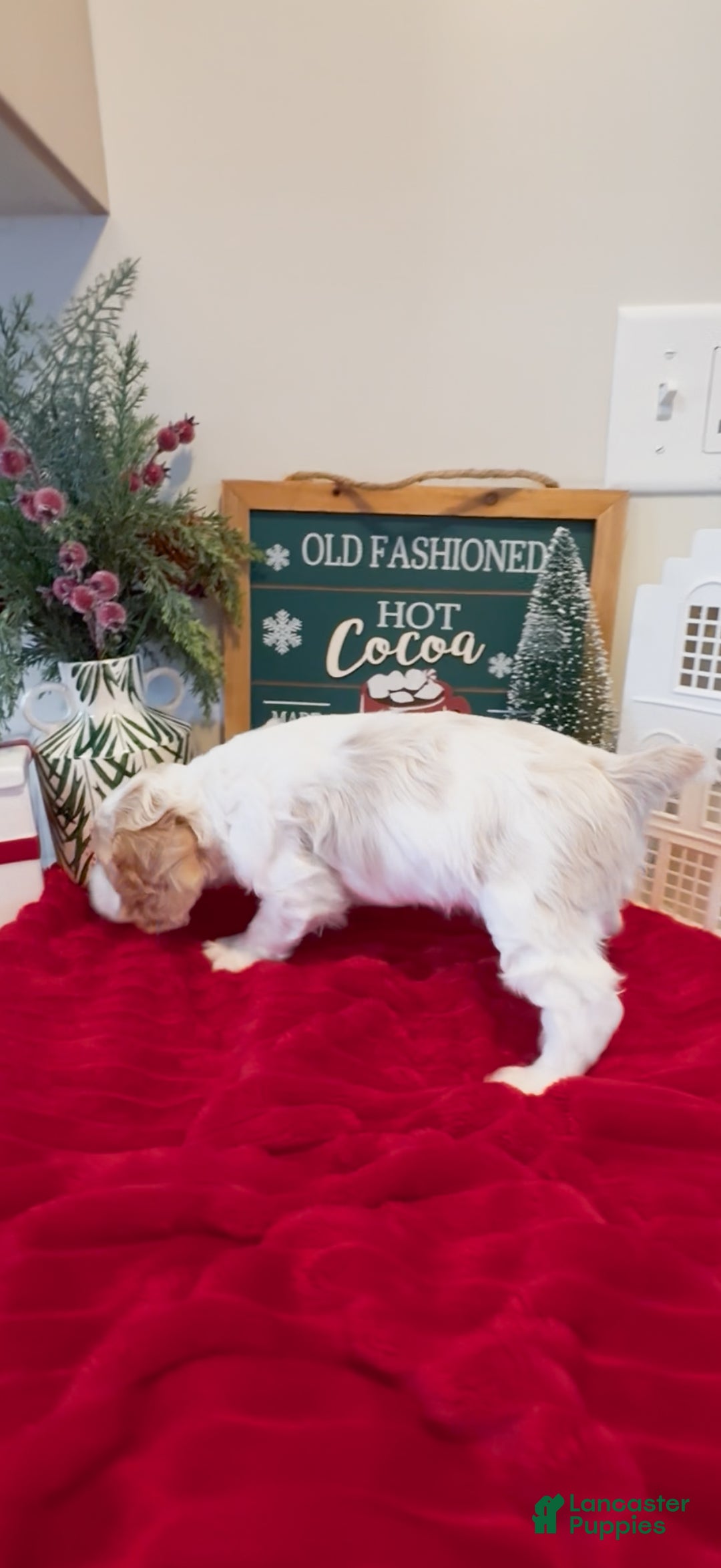 Cocker Spaniel dogs for sale: Louie - Ad 3