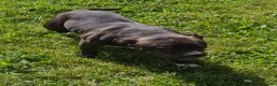 American Bully dogs for sale: American Bully 1 - Ad 10